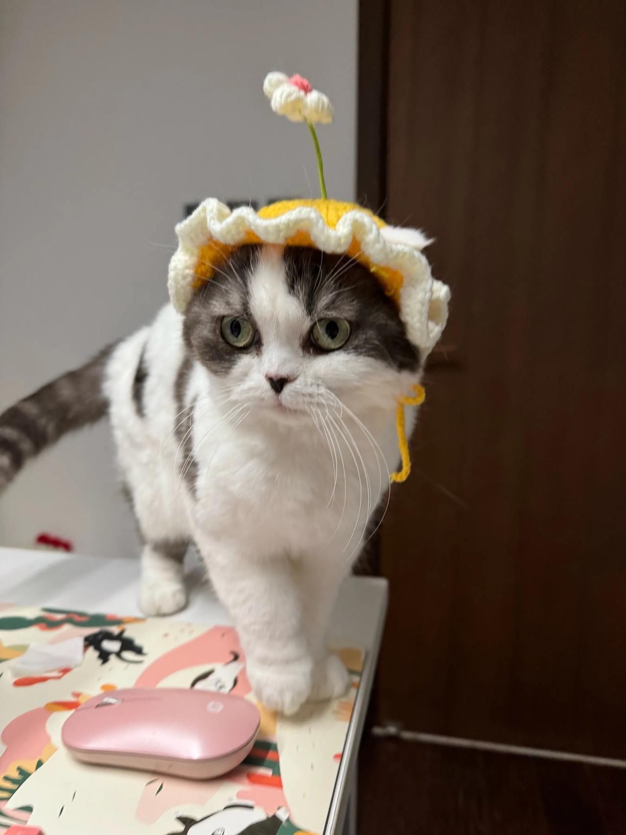 小姐姐给糖宝置办了一个接收器，装上之后就变成了天线宝宝～
#猫咪# #萌宠#