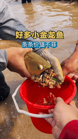 没看懂，从嘴里生出来？