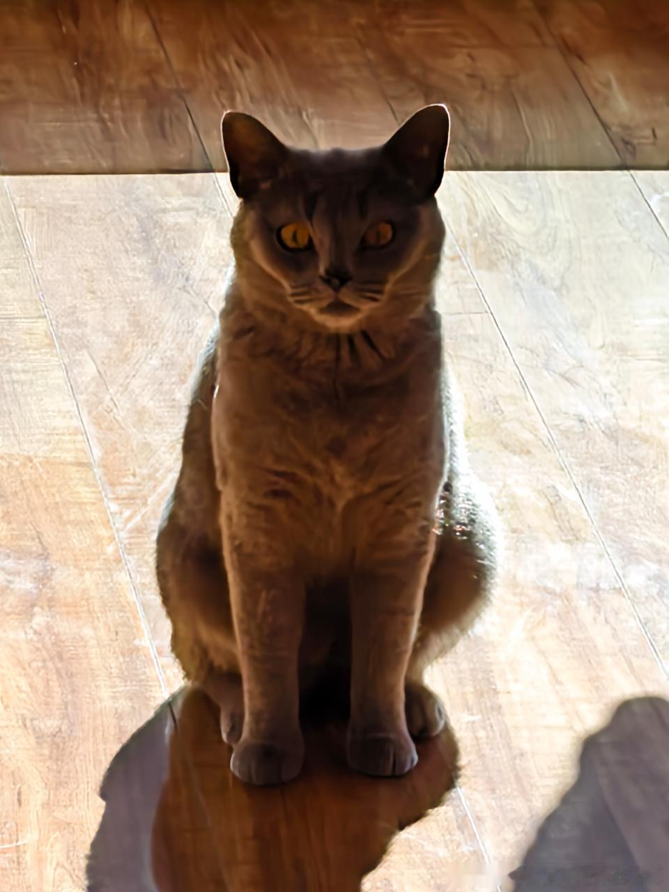 50354【丑猫】棱角分明 