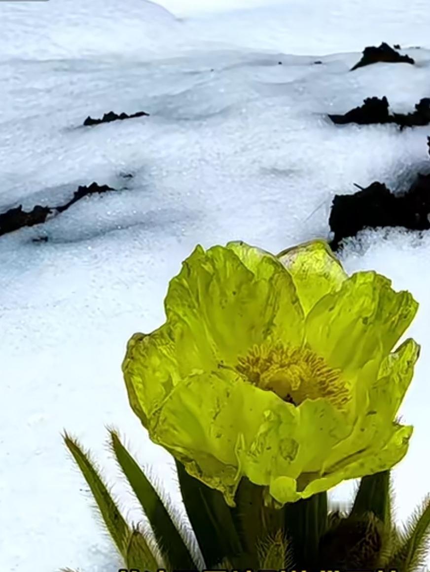 《七律～黄花魂》

千年绿野画图诗，
色养三春妙简词；
一朵黄花云雾雨，
情牵两