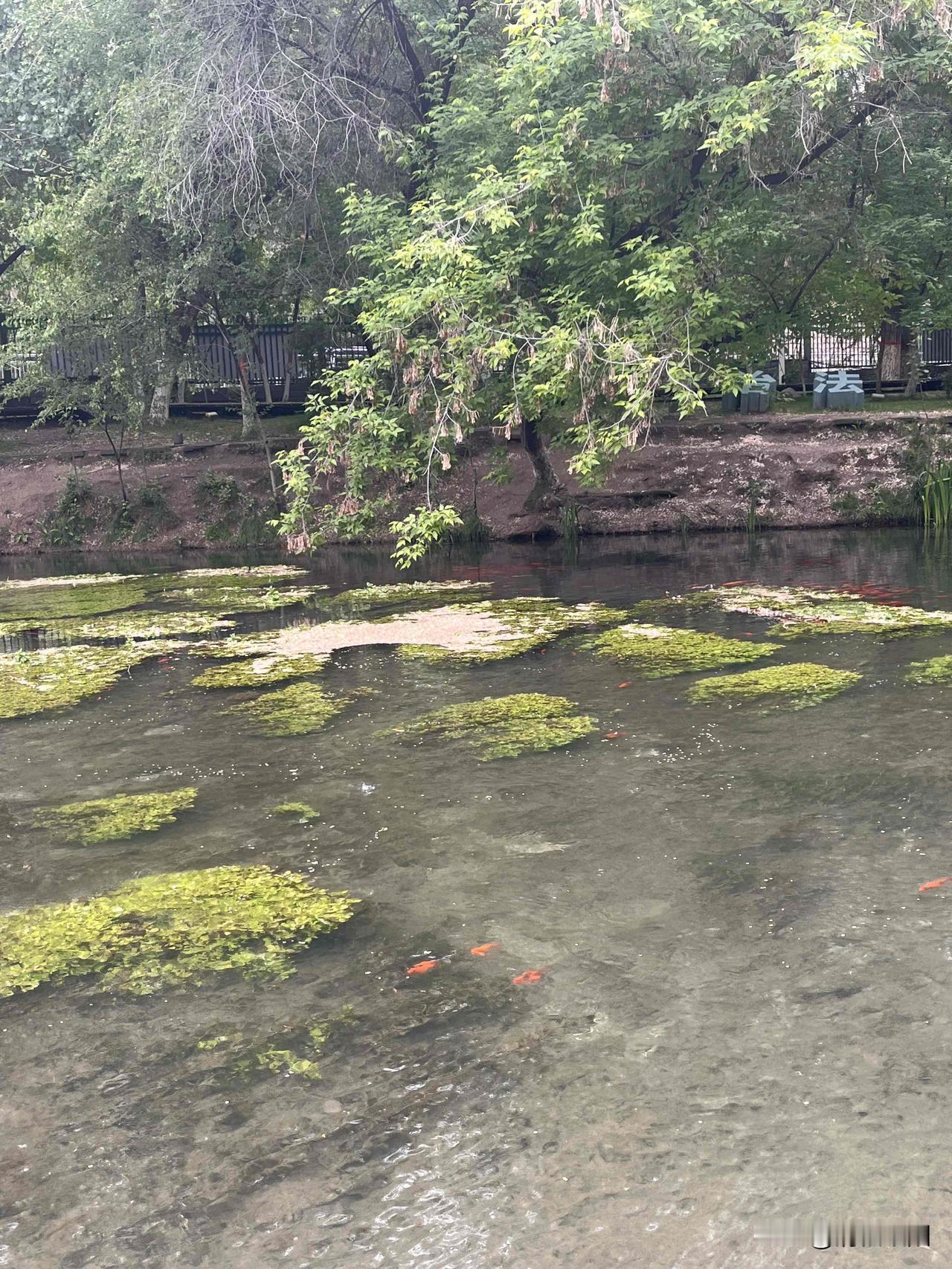 五月的雨
悄然落
细如丝
激起层层涟漪
任思绪绵绵

雨中漫步
多了份平静坦然