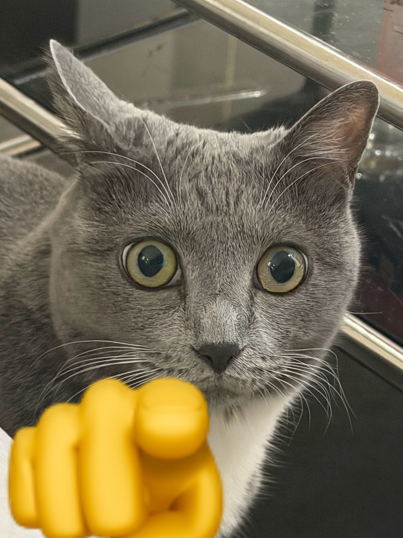 尹道健家的猫长得好像… 