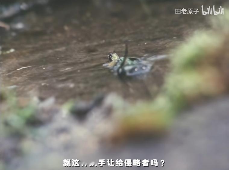你别说，看土屋这张帅脸被打的那么惨，还是有点爽的。