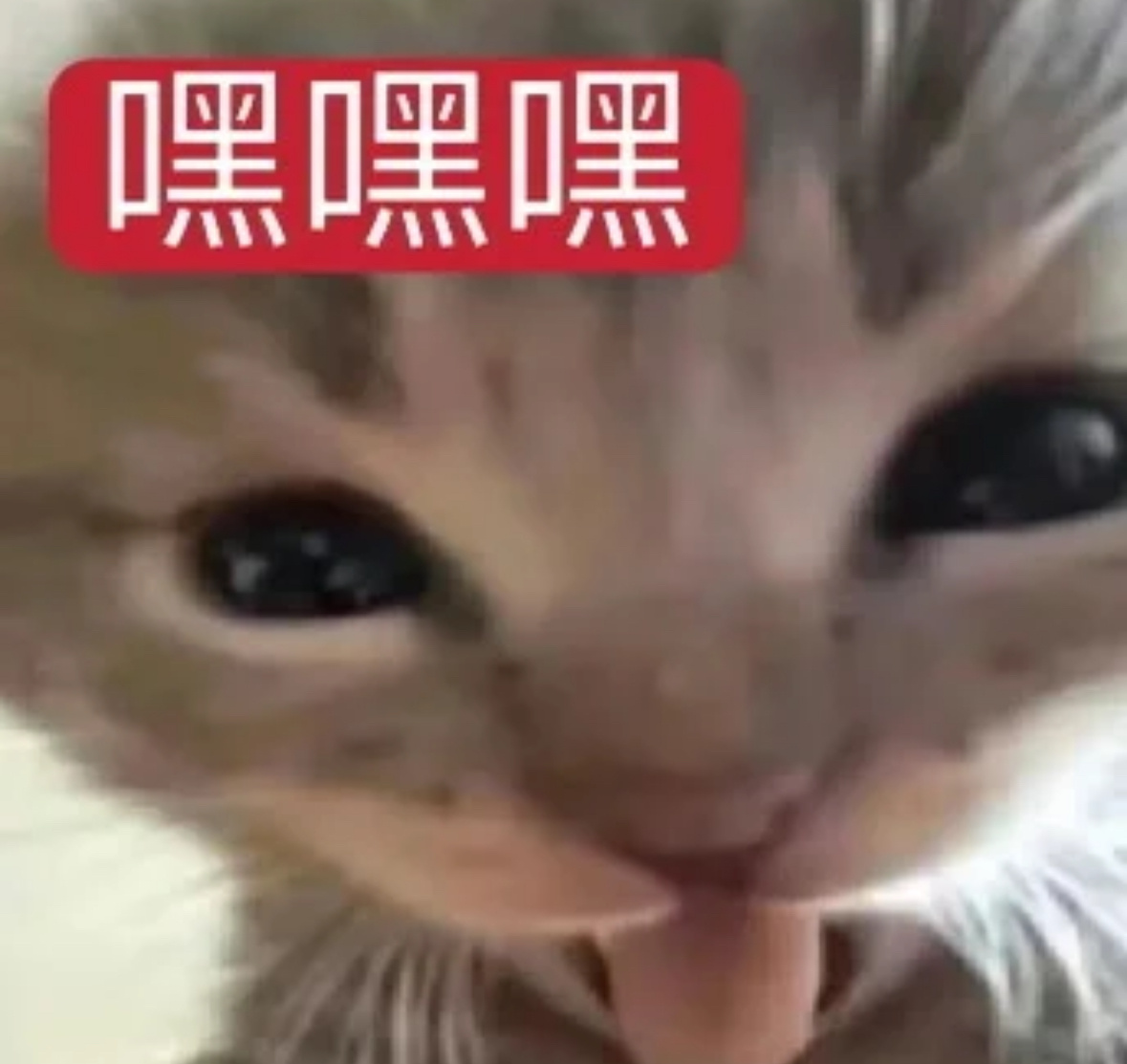 拿下九块钱的动物园之星的我： 