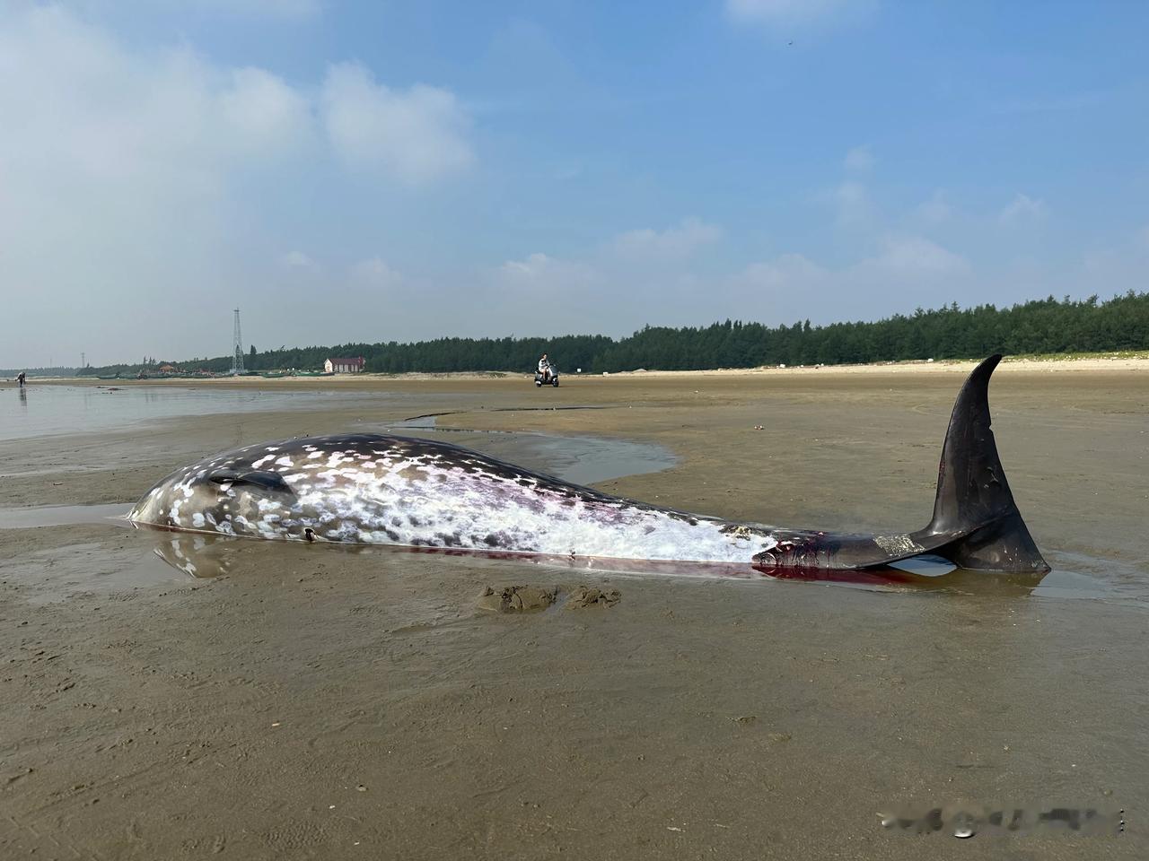 今天在南三岛海边赶海发现一条很大的鱼搁浅在沙滩上，目测该鱼应该有3-4米长，遗憾