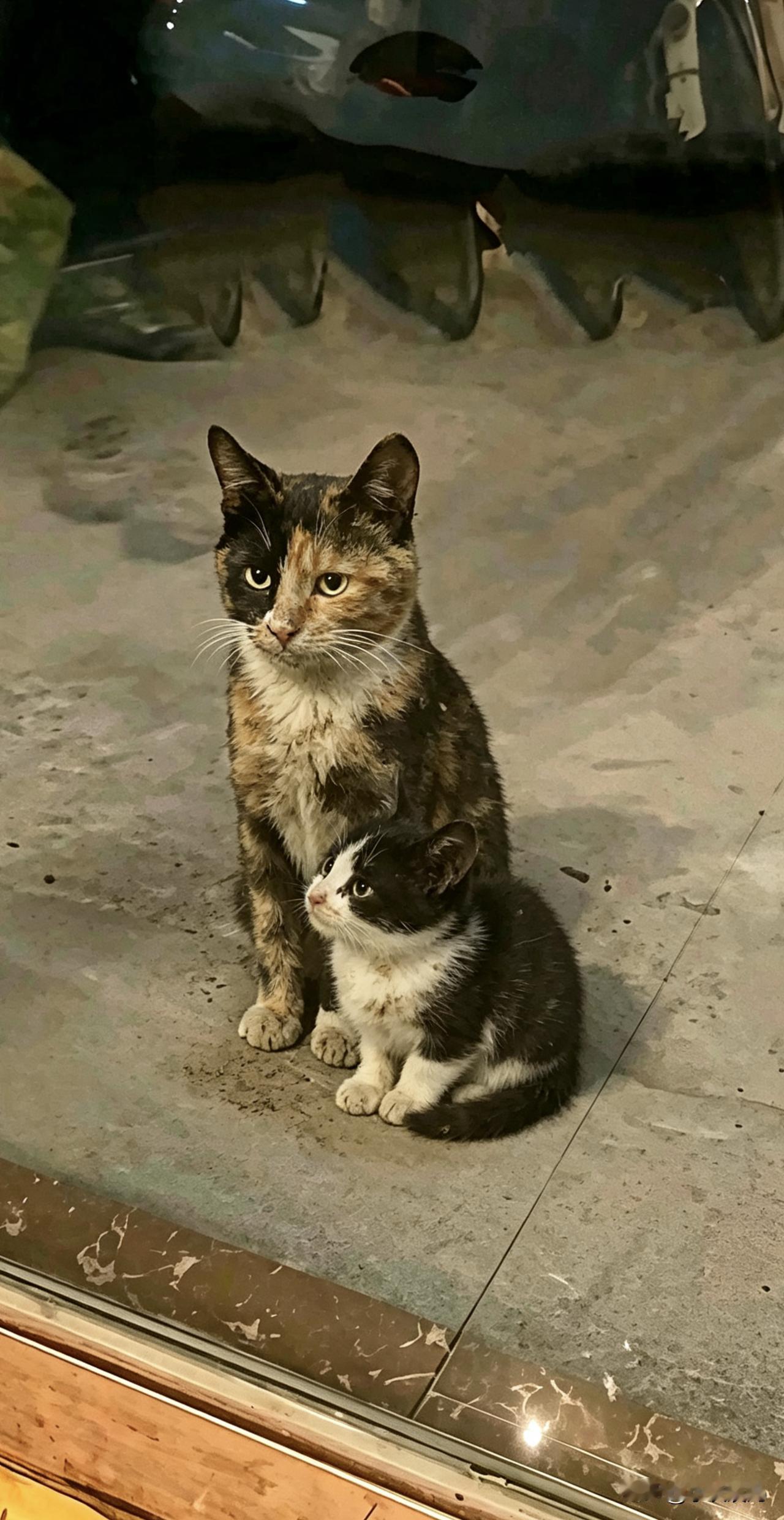 遇到流浪猫你会给它提供帮助吗因为我经常喂食流浪猫，并且救助过流浪猫，知道流浪猫生