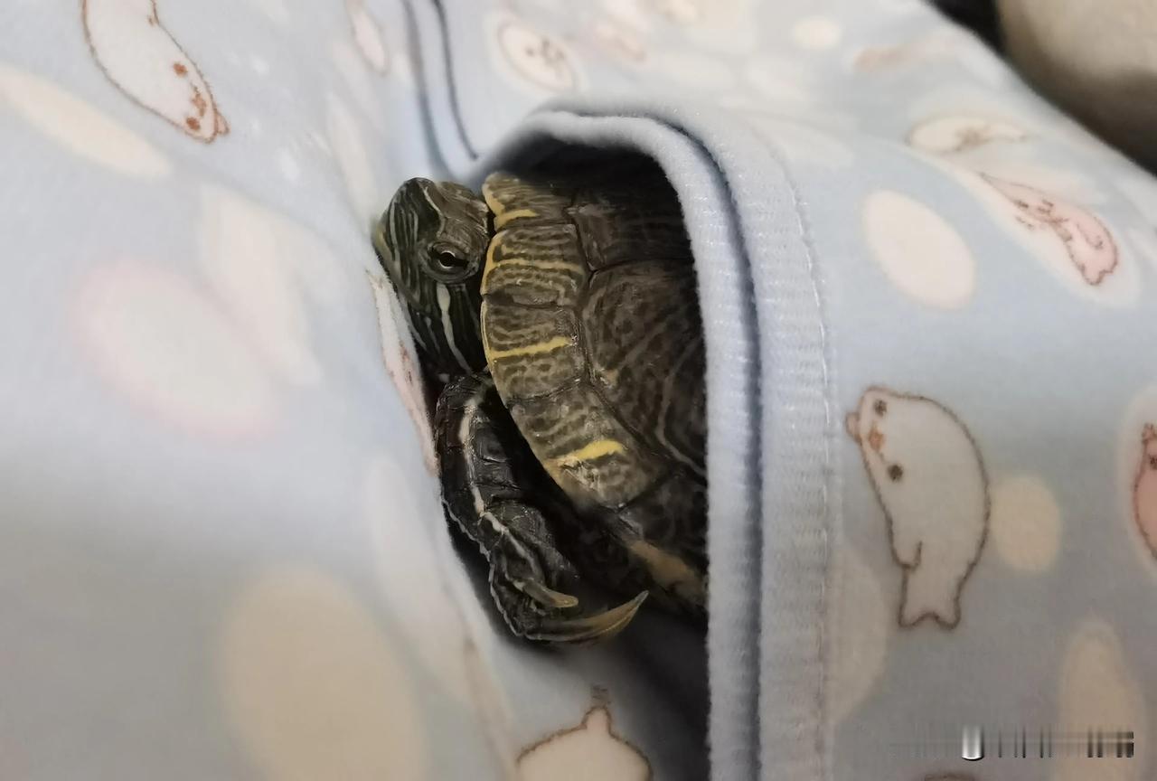 小神兽花式睡姿，萌化了🐢