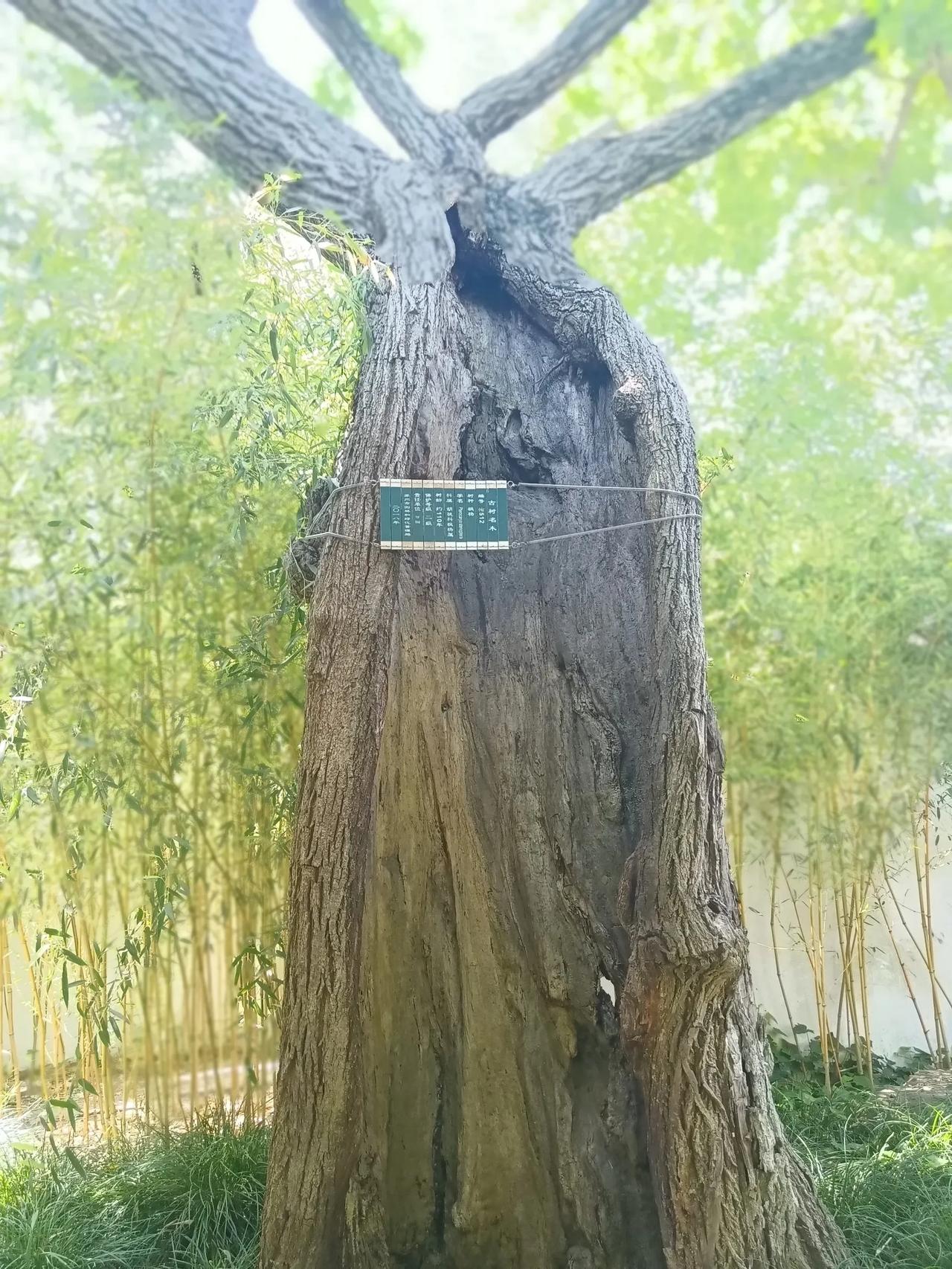 古木参天，岁月沉淀。#树木枝繁叶茂# #有树木# #此树为银杏树# #树和阳光的