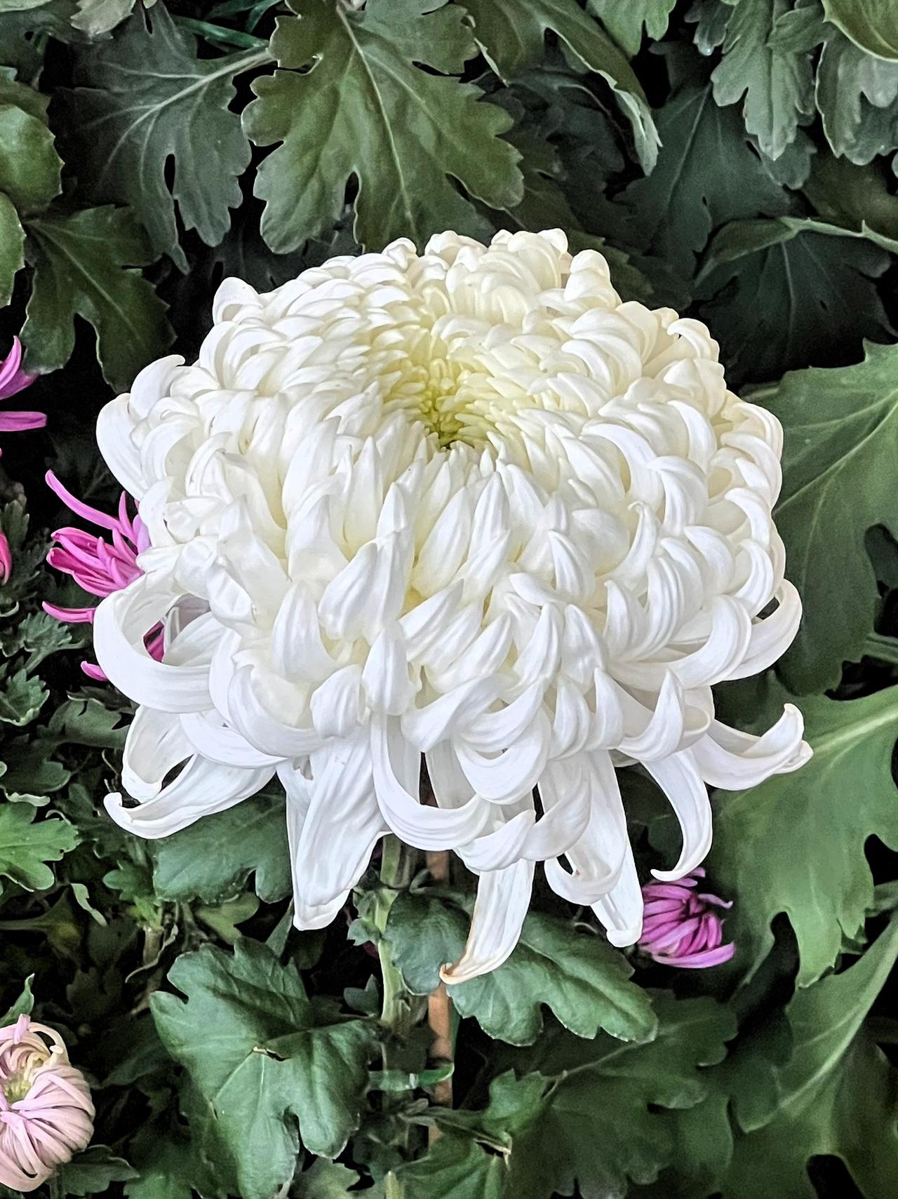 能否分享一下你拍摄的菊花照片