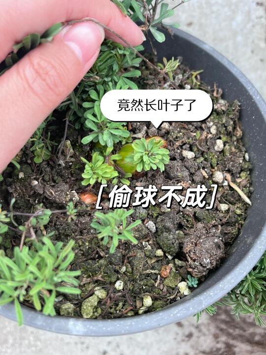 都准备偷球/收球了，结果还在发芽长叶