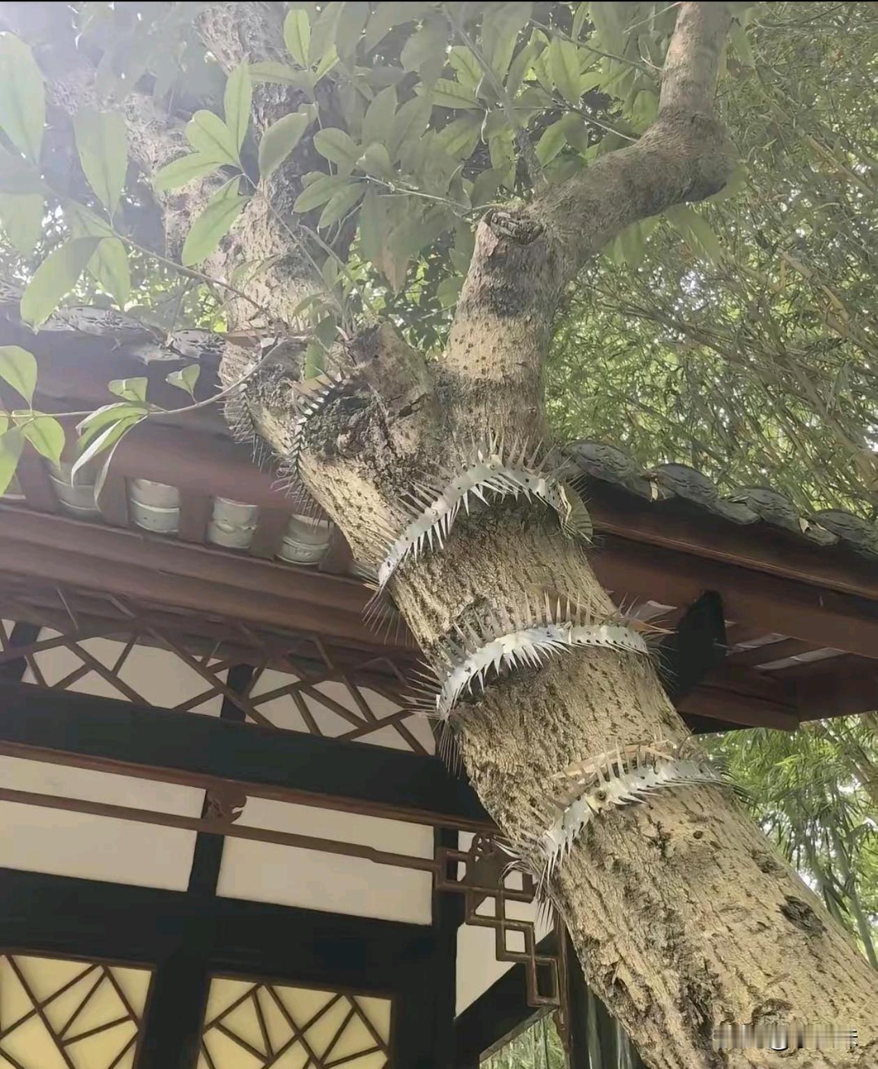 树上这些刺是干嘛用的呀？