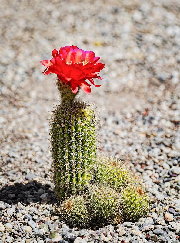 仙人掌开花之疑？

说到仙人掌开花，我们也都见过，就像下面图片中的前三张，尽管比