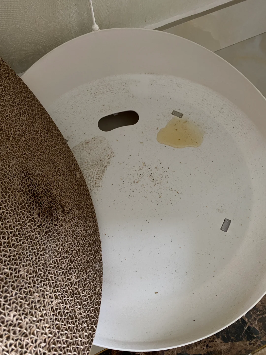 一只傲娇爱emo有洁癖的猫！！！