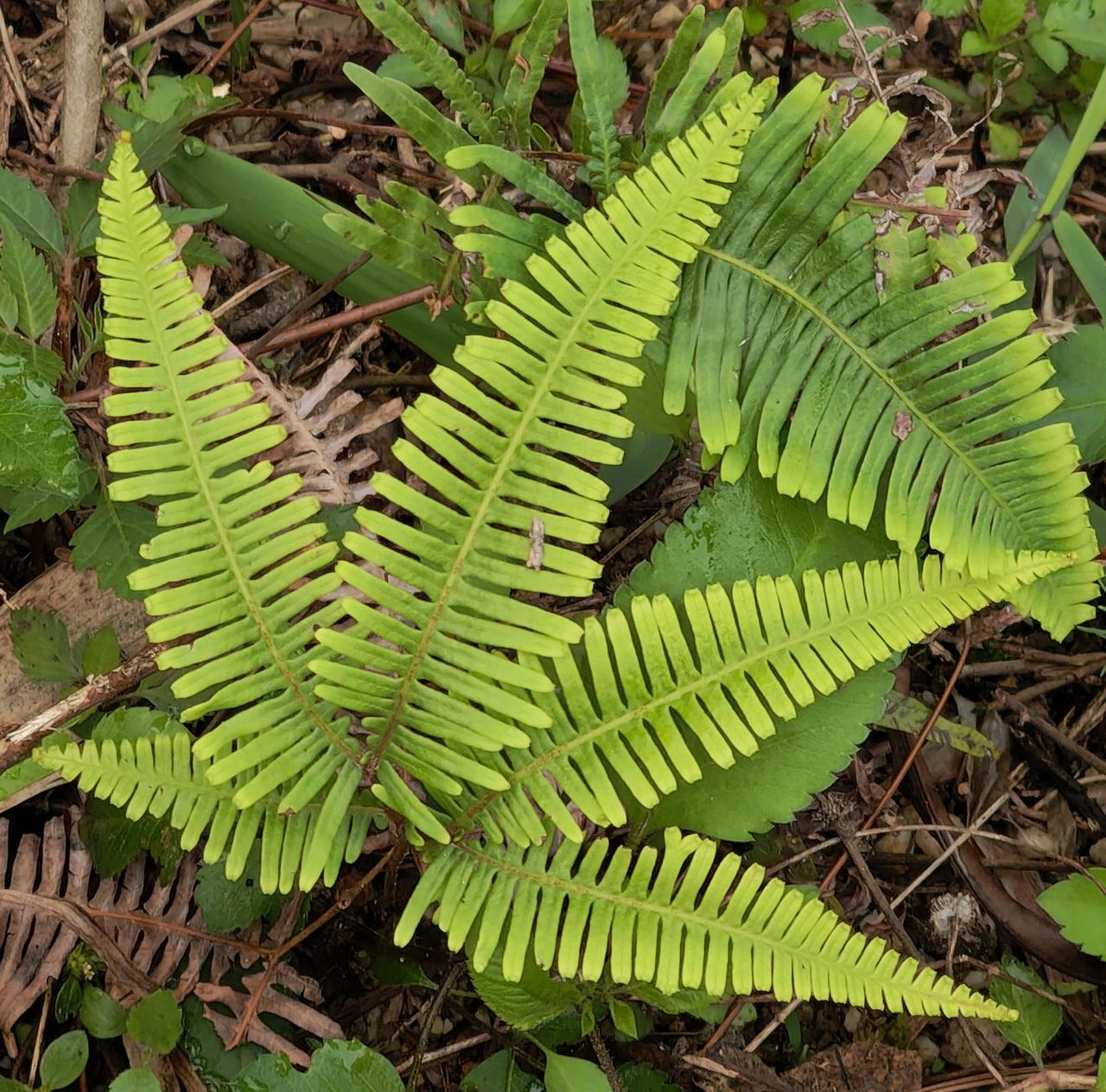 清明节回乡拍的照片花，草，树木，包菜，枇杷果，邻居家的大黄，外地人承包水田养小龙