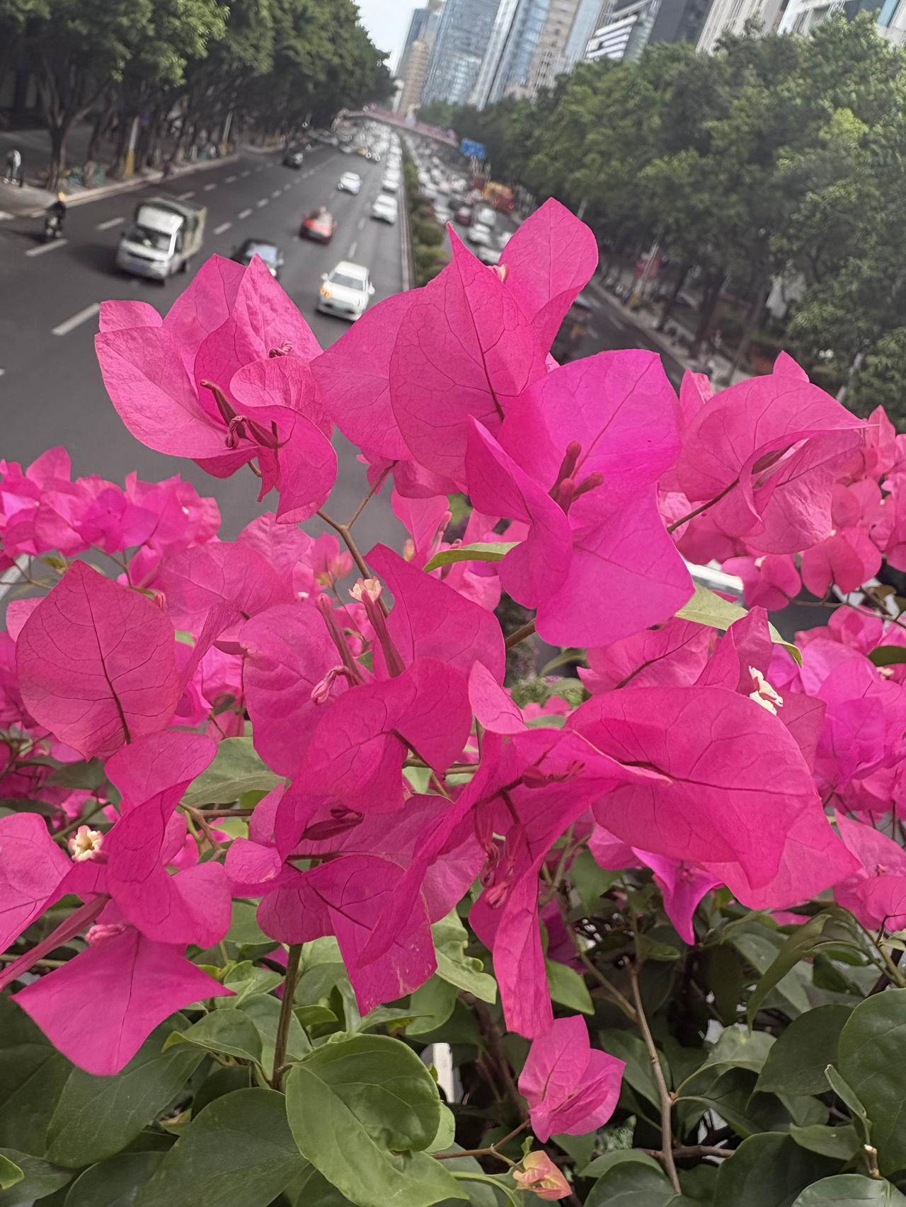 东风路天桥上胜开的花…．