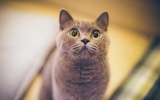 小奶猪逛逛体育