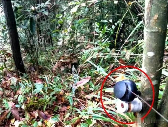 湖北教师遭捕兽电网电击身亡，湖北51岁教师陈勇突然接到老妈电话，说老爸进山采药还