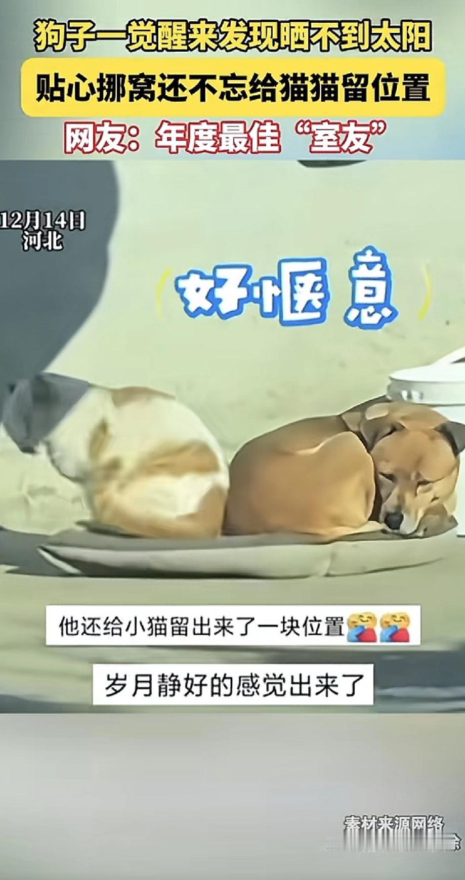 狗狗睡醒发现太阳挪了位置，自己晒不着了。它不吵不闹，默默把窝拖到有阳光的地方，还