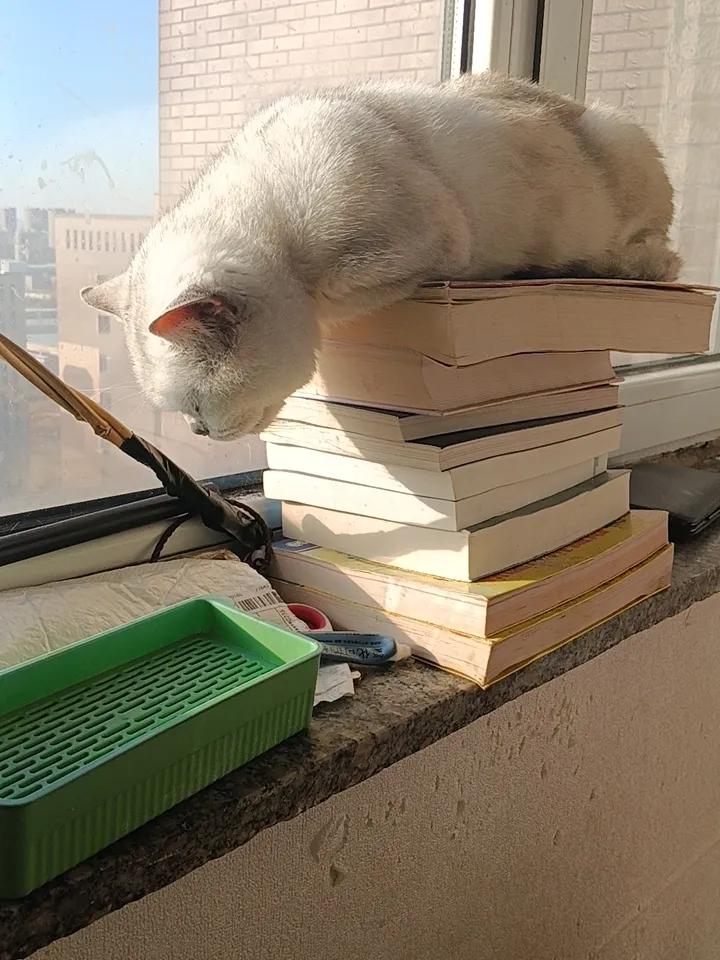 早上好呀，昨身体不爽就更新的少，给你们看一下我随手拍的我家小家伙。