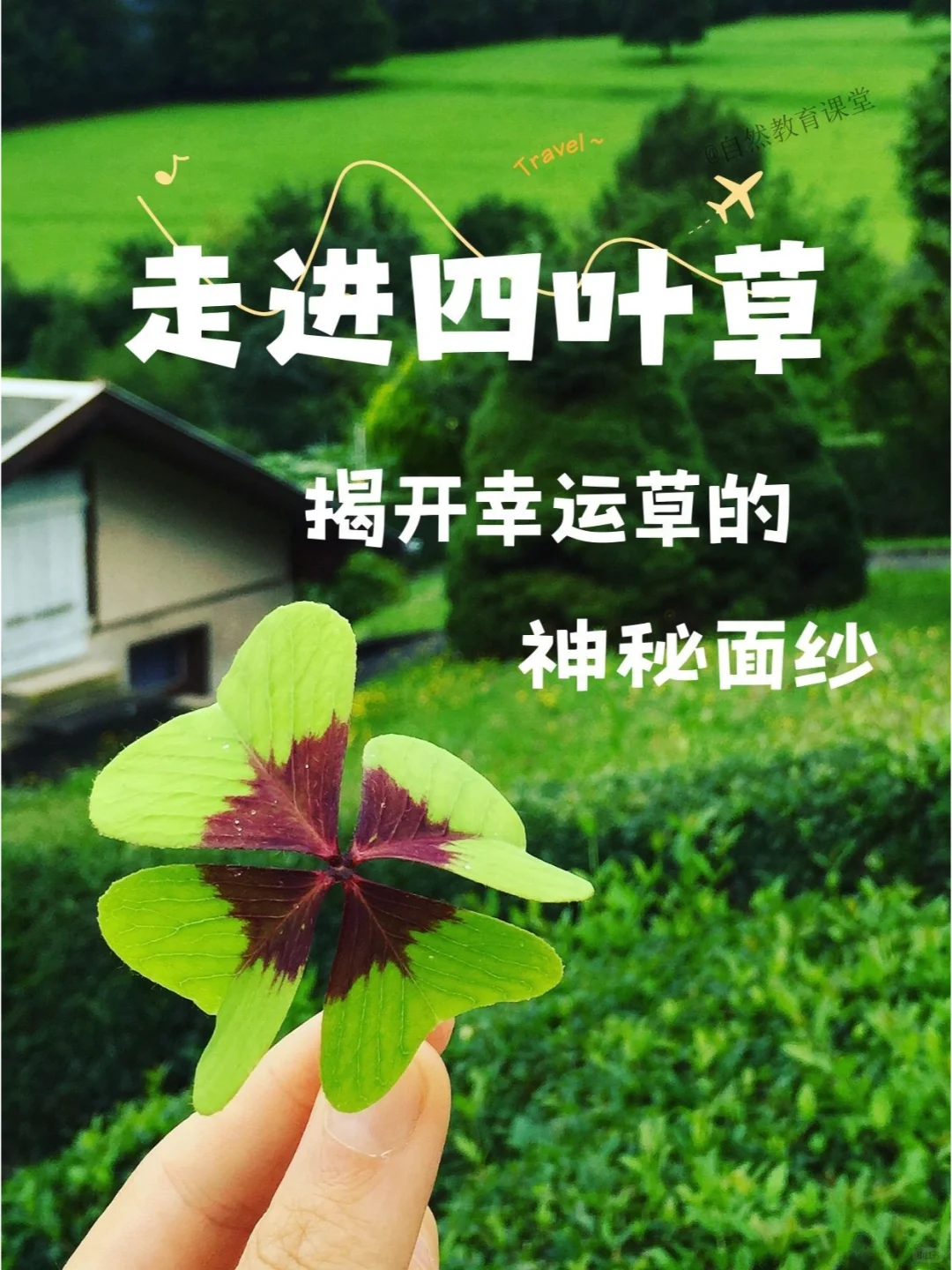 🍀走进四叶草：揭开幸运草的神秘面纱！