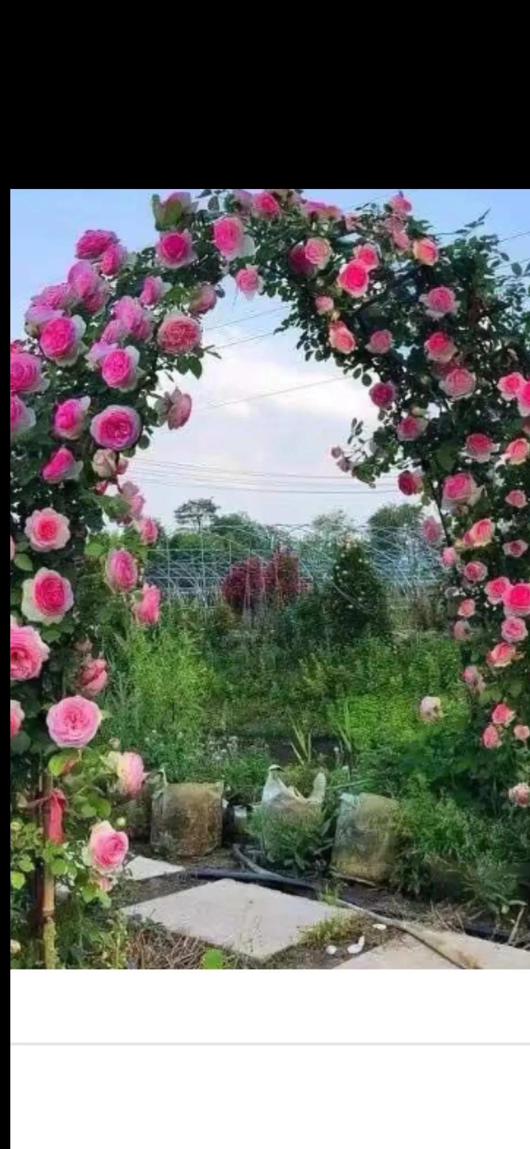 红粉花簇，拱门高悬。