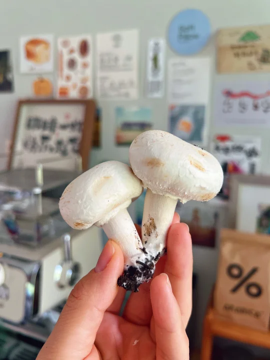 🍄菌菇脑袋看过来！
