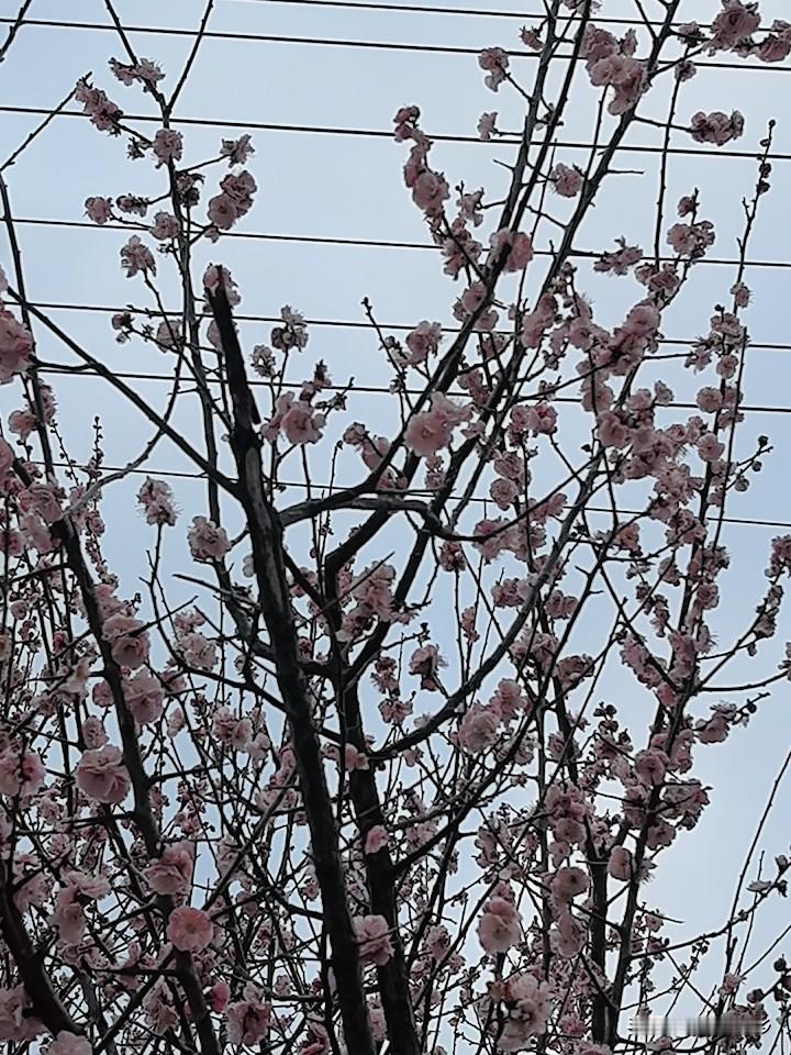 转眼繁花已缀枝，春风十里正当时。
抬头忽见花千树，原来春天已抵达。