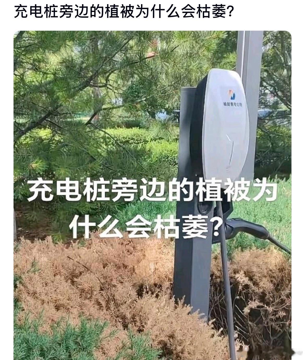 充电桩旁边的植被为什么总是会枯萎？ 