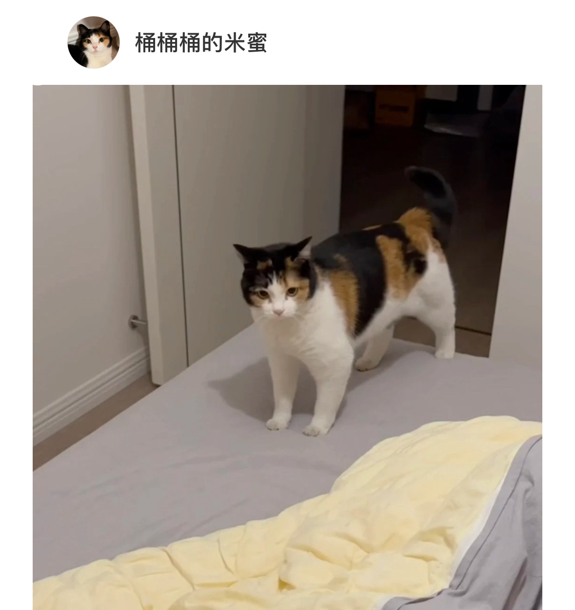 小猫在室内也戴上了头盔[喵喵] 