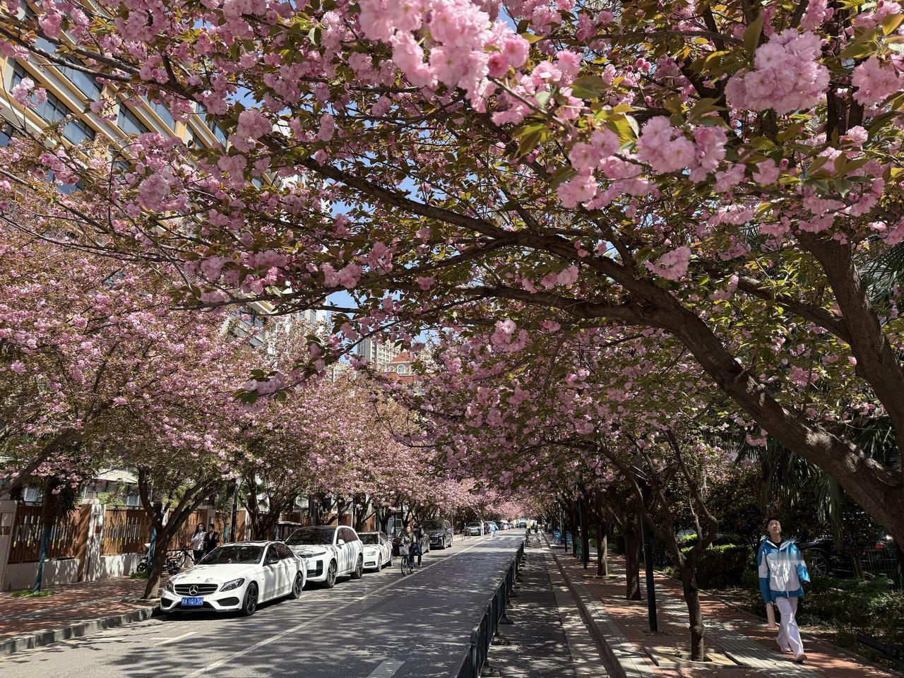 比之于西安目前“半壕春水一城花”春景，兰州的春天似乎迟了些。
昨晚出了兰州西站，