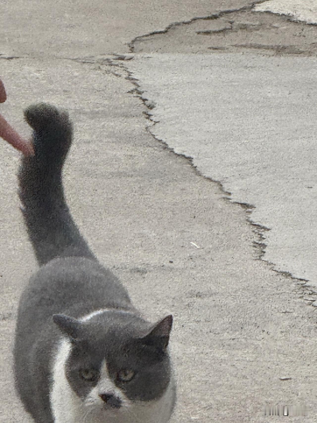 有没有你家猫咪的图片或者视频肥的都不成样子了。