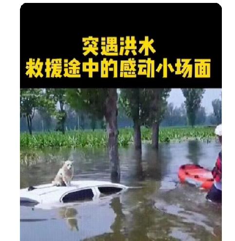 洪水中，救援人员发现一只狗狗站在车顶天窗上，狗狗脖子上还系着牵引绳，估计洪水突然