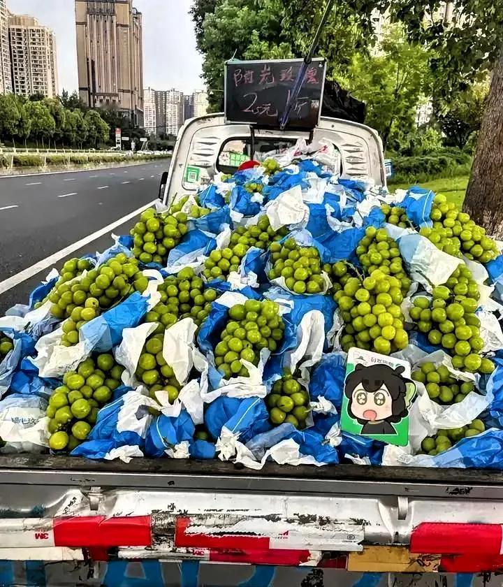 日本大概很后悔把阳光玫瑰葡萄引入中国，辛苦杂交、培育了接近20年杂交培育的阳光玫