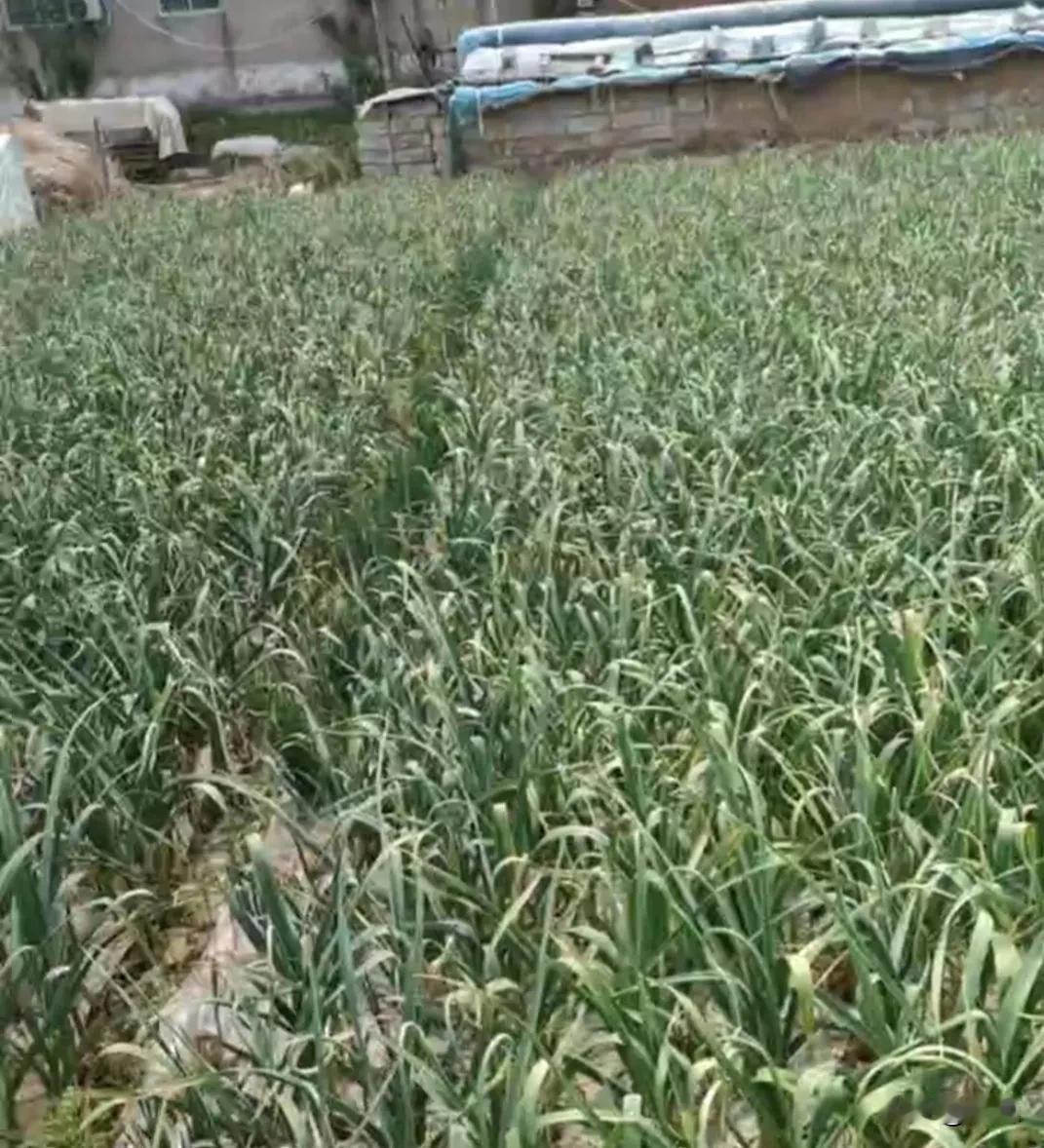 ​前两天调休时，哪儿也没想去，就琢磨着去中牟拔蒜薹。毕竟中牟是出了名的大蒜之乡，