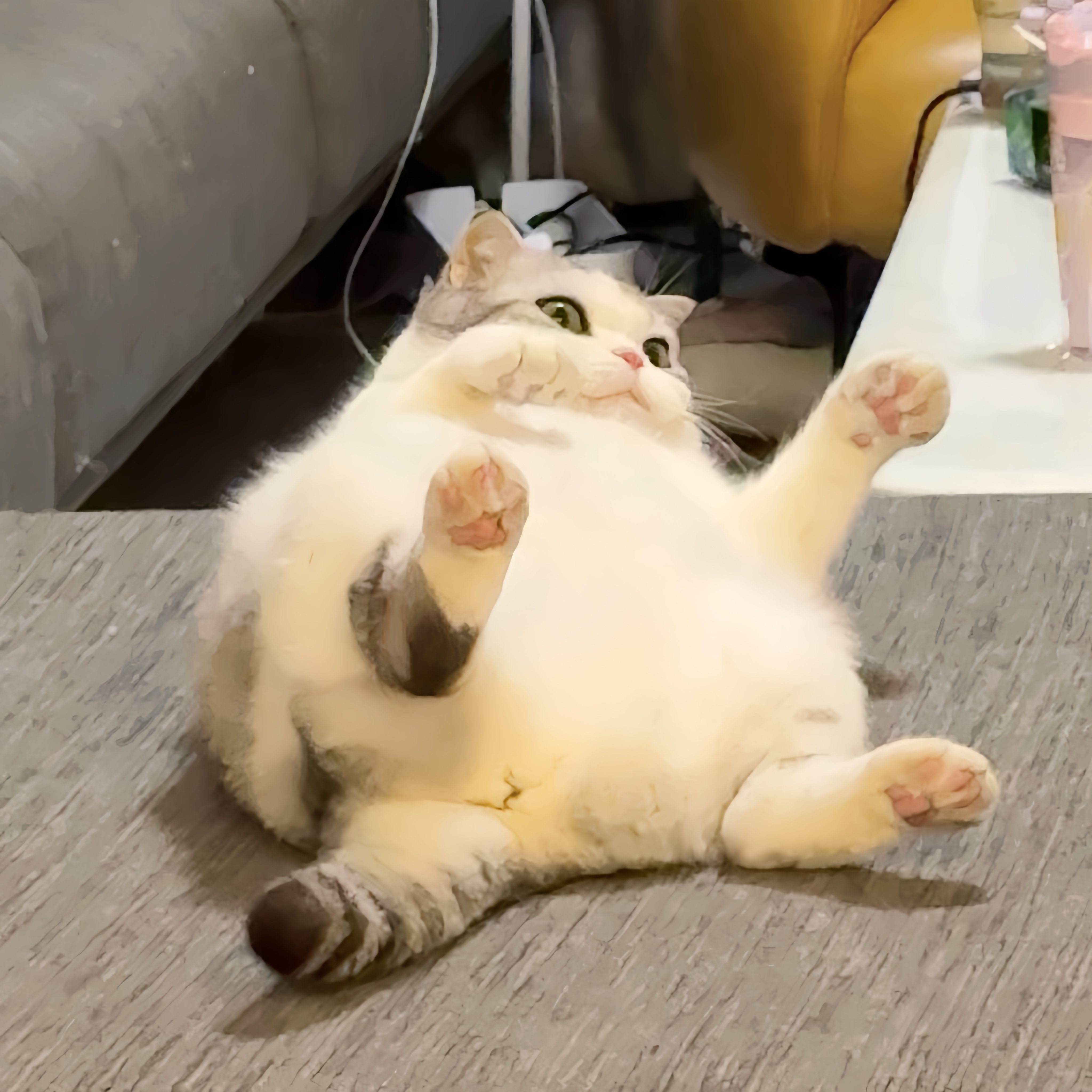 大家帮我看看这是什么？ #萌宠初冬日记# ​​​