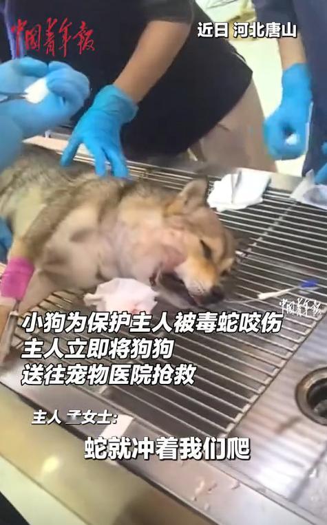 河北唐山，狗狗为救主人被毒蛇咬伤，主人抱着蛇毒发作的狗子冲往医院。主人：当时什么