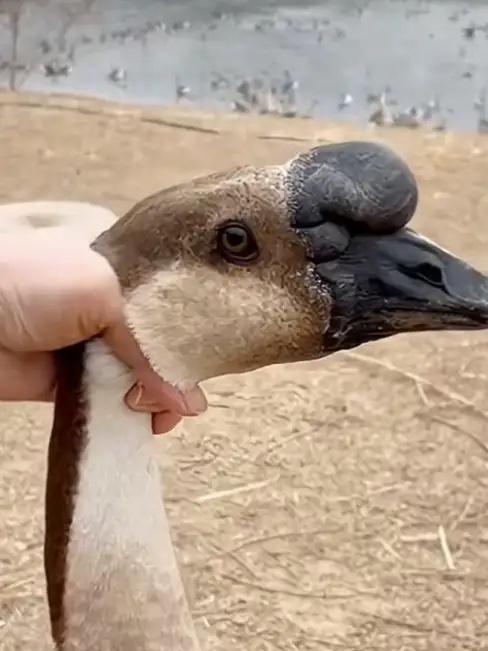 谁还屌你！这都啥时候还整天吓这个威胁那个，俄罗斯在最巅峰时期都没能拿下摩尔多瓦，