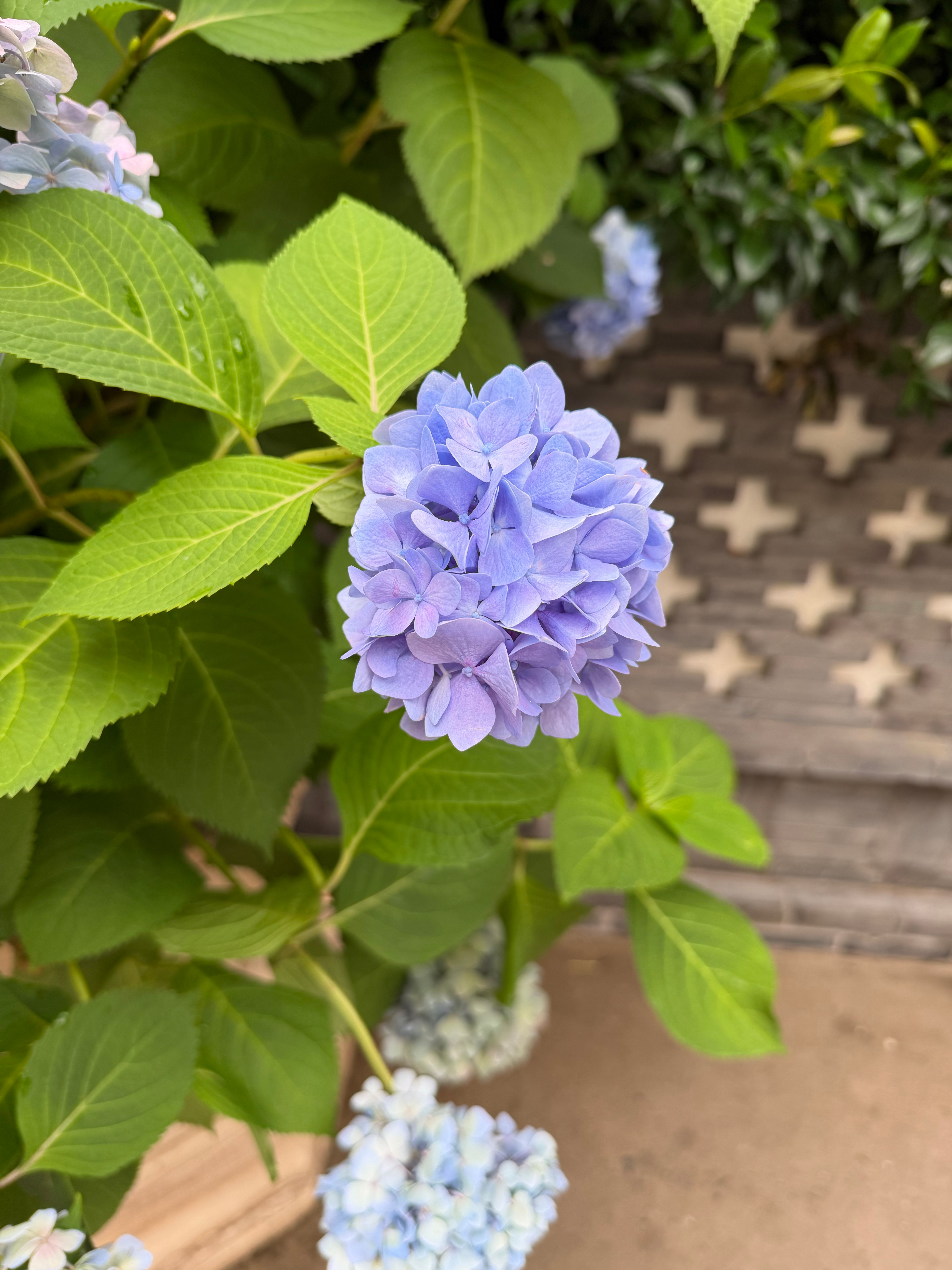这是绣球花不 