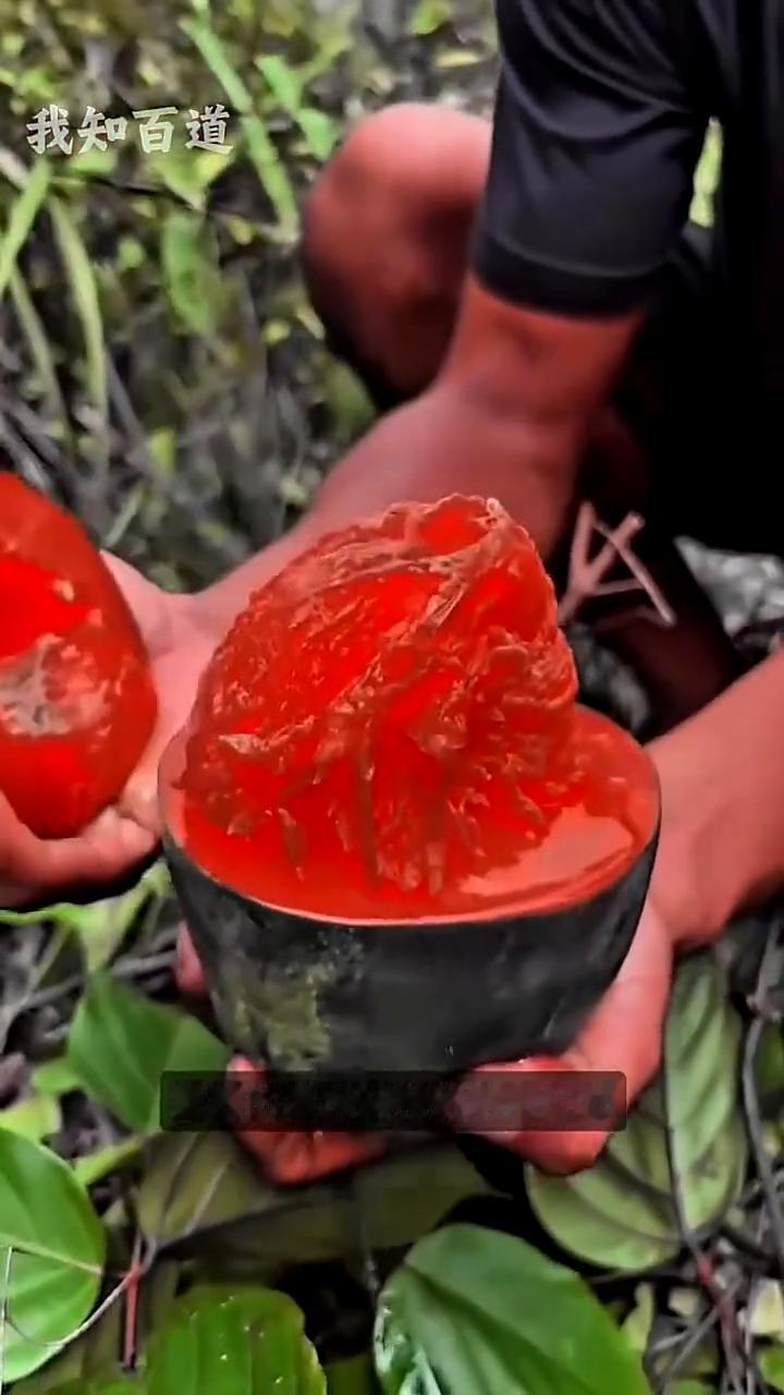 男子在野外发现一种黑色的野果，摘下来用刀轻轻划开，外表黑漆漆的，里面的果肉却特别