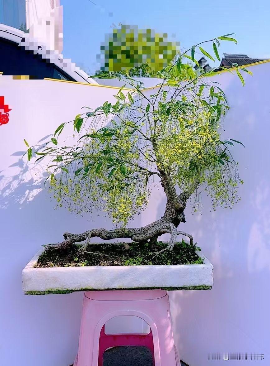 精品老桩金丝吊蝴蝶🦋盆景，到了秋天很漂亮的果子吊胡蝶花 盆栽金丝吊蝴蝶