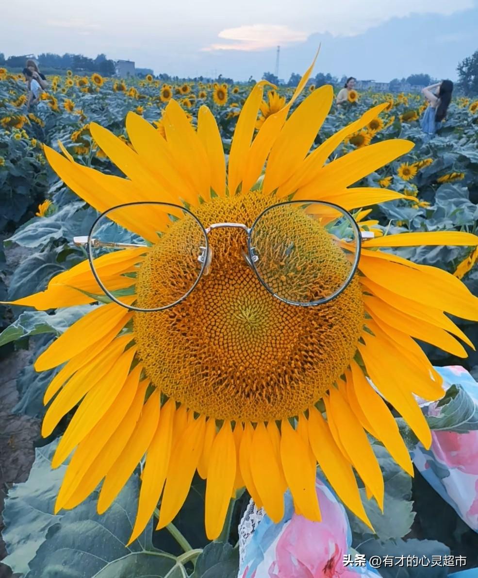 走到哪拍到哪，方显对生活的热爱！

      我不论走到何处，都喜欢随手用手机