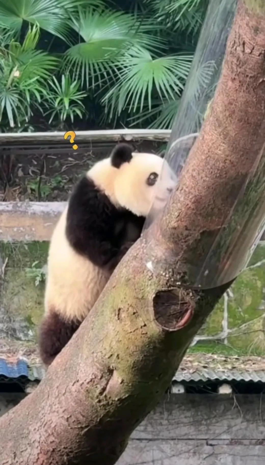 大熊猫莽小五一觉醒来，天塌了，刚宠幸的大树给包上了，这真是开了一扇窗又关上一道门