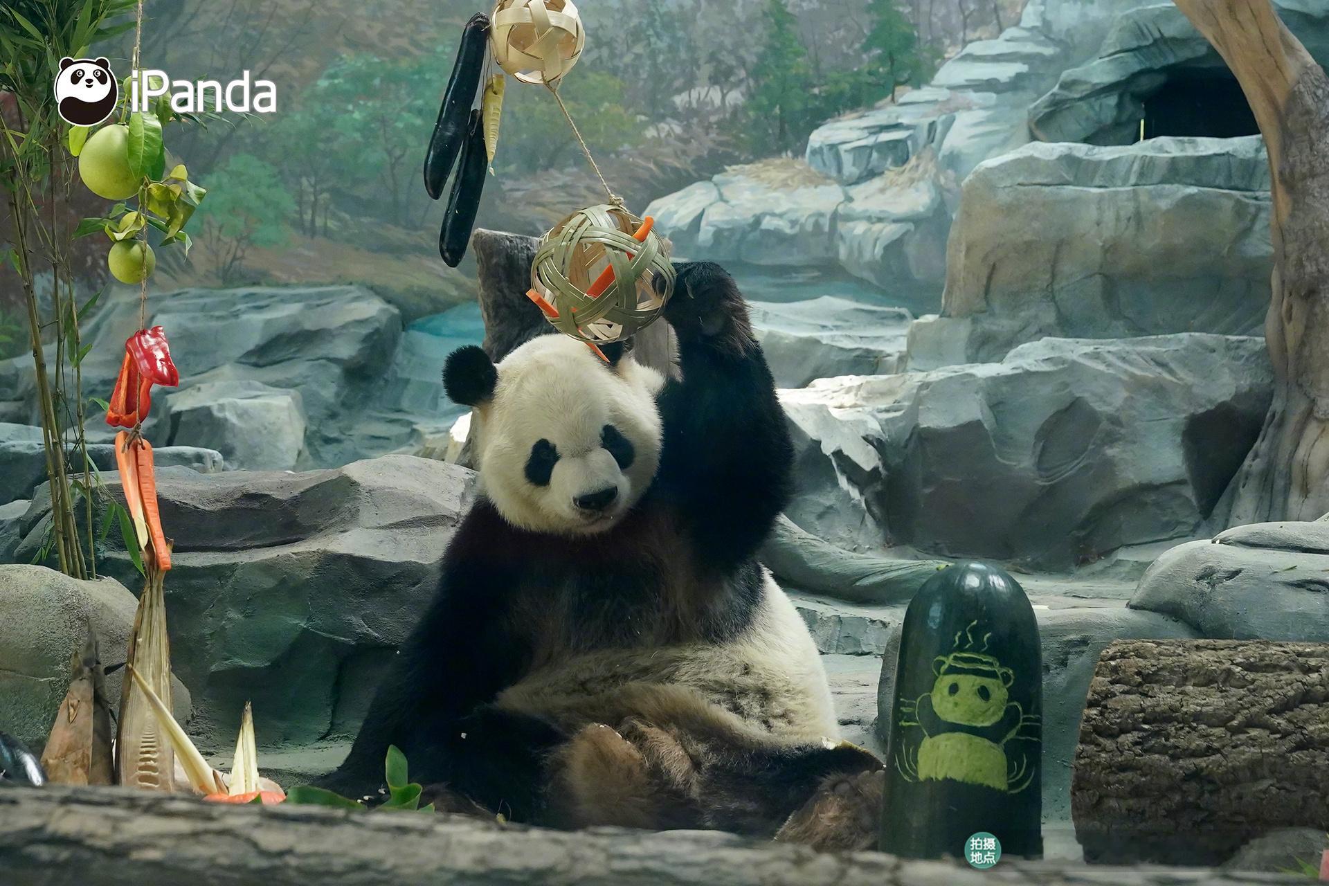 【守护大熊猫，“云”端又启航🐼】2026熊猫中心大熊猫生日季丰容活动直播圆满结