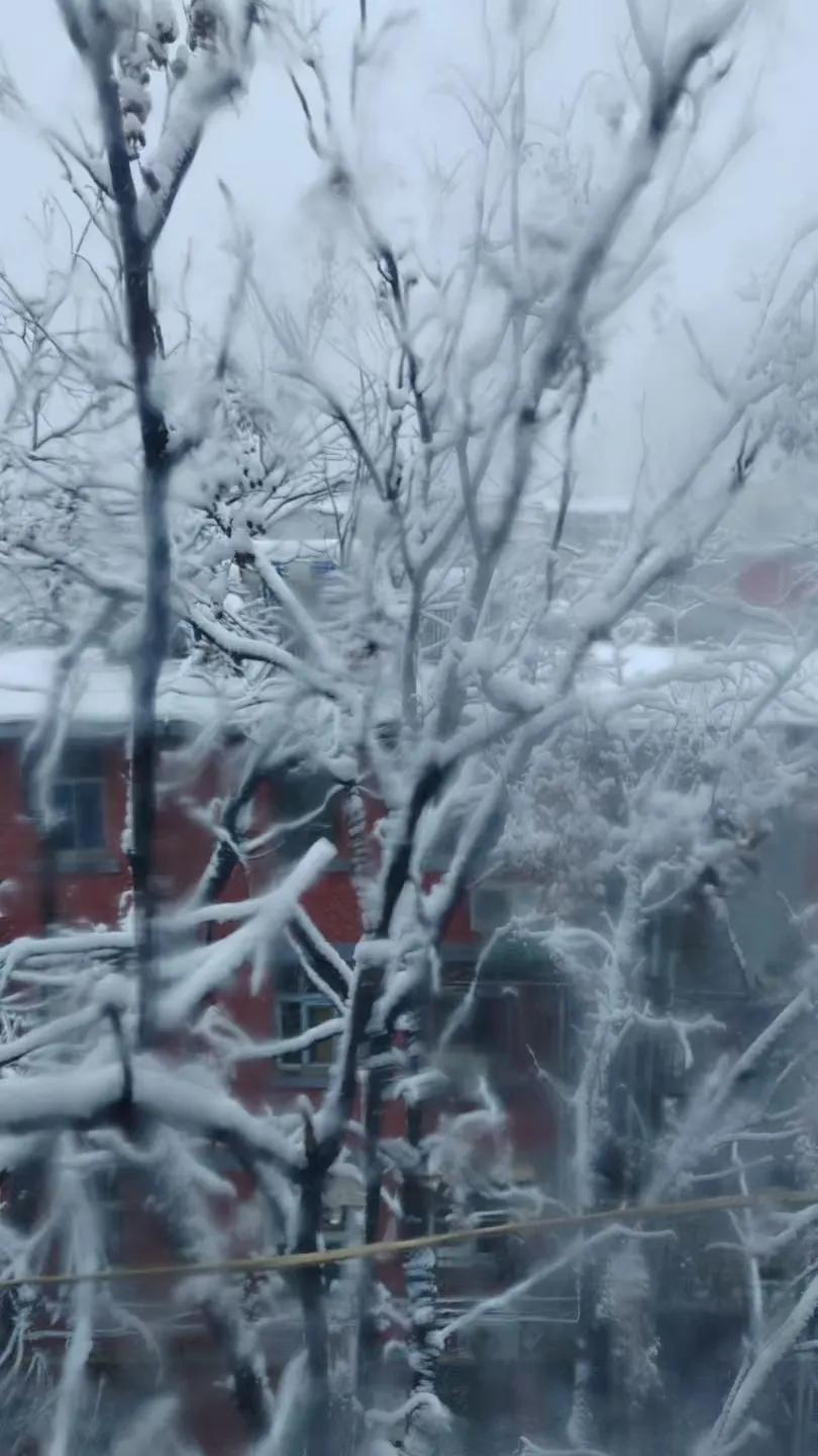 三门峡下雪了，这雪可真不小。气象预测这轮雨雪最强时段就在这两天，气温还低得吓人，