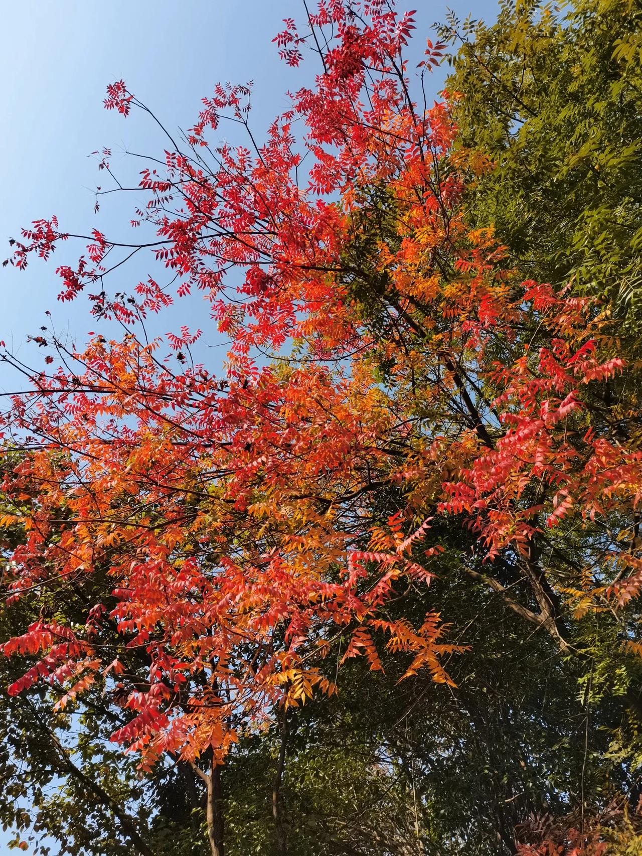 一张图证明秋天来了当树叶被秋天染成枫叶的时候，就是秋天来了。