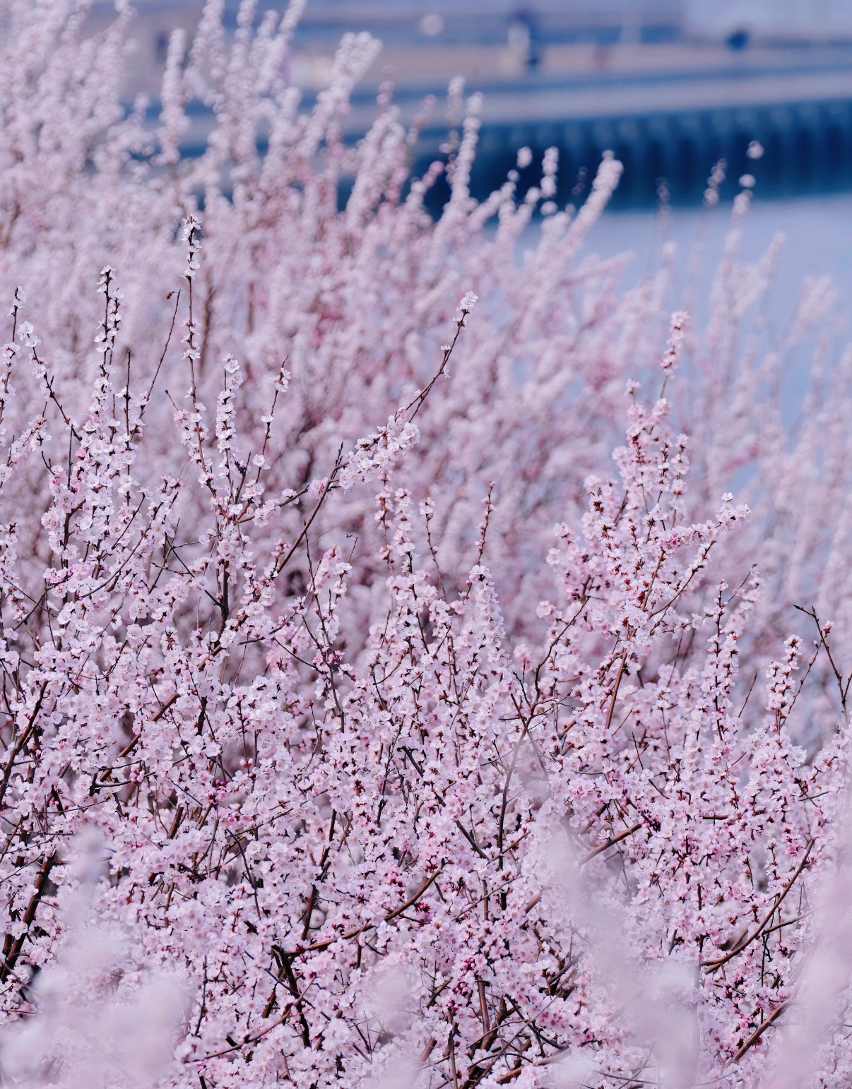 微博young派对春日许愿池三月的天津响螺湾，是海河与繁花的相遇。漫步彩带公园，