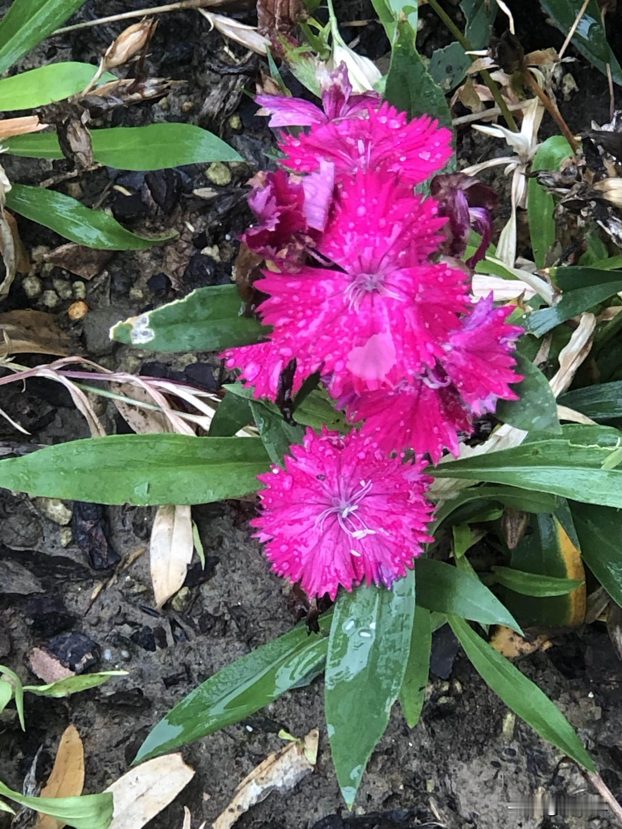雨后出门逛逛，随手拍了路边的花花草草，石竹花挂满水珠格外艳丽，紫色桔梗星星点点开