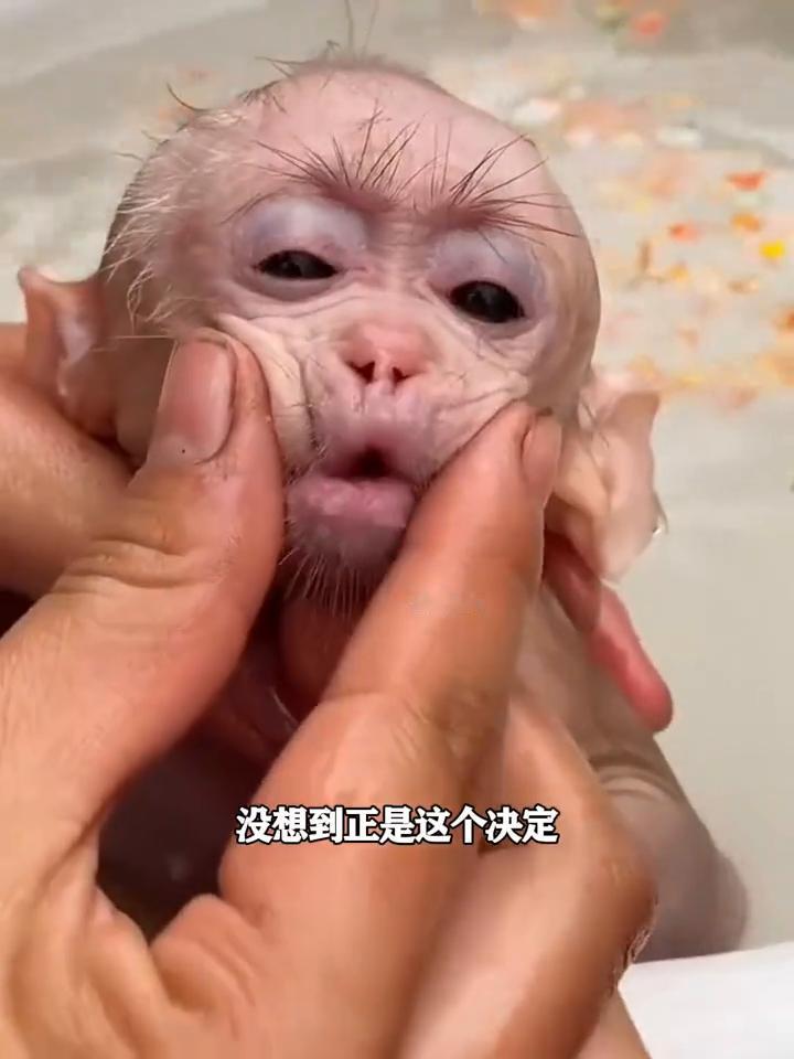 猴妈妈将自己体弱多病的孩子按在水中摩擦，它恨不得立马摆脱眼前这个累赘。求生欲爆满