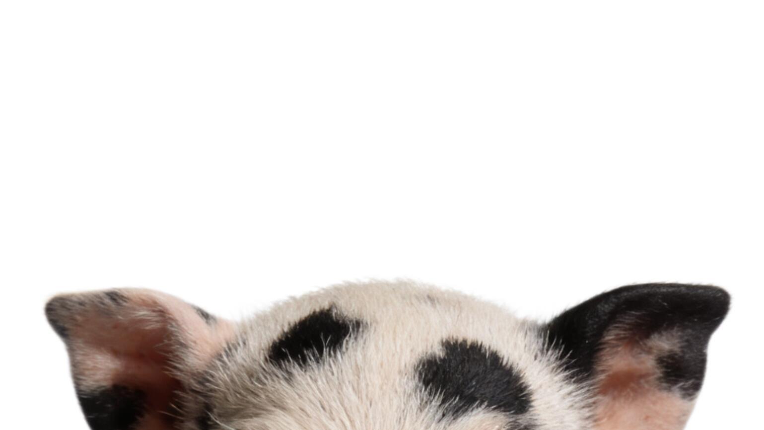 猪猪耳模版🐷 