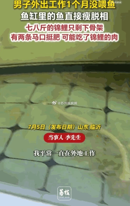 无妄之灾！山东临沂，一位男子出差一个月回家，赫然发现自家鱼缸里，一条养了多年的七